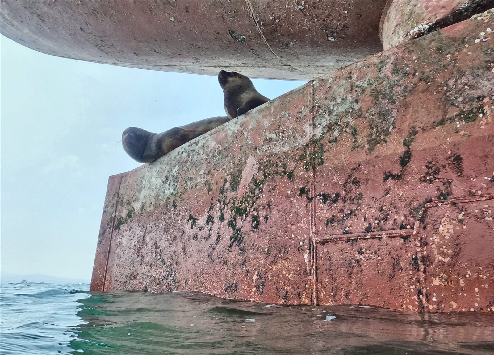 Lobos marinos junto al casco durante una operación de ULISUB en el litoral peruano