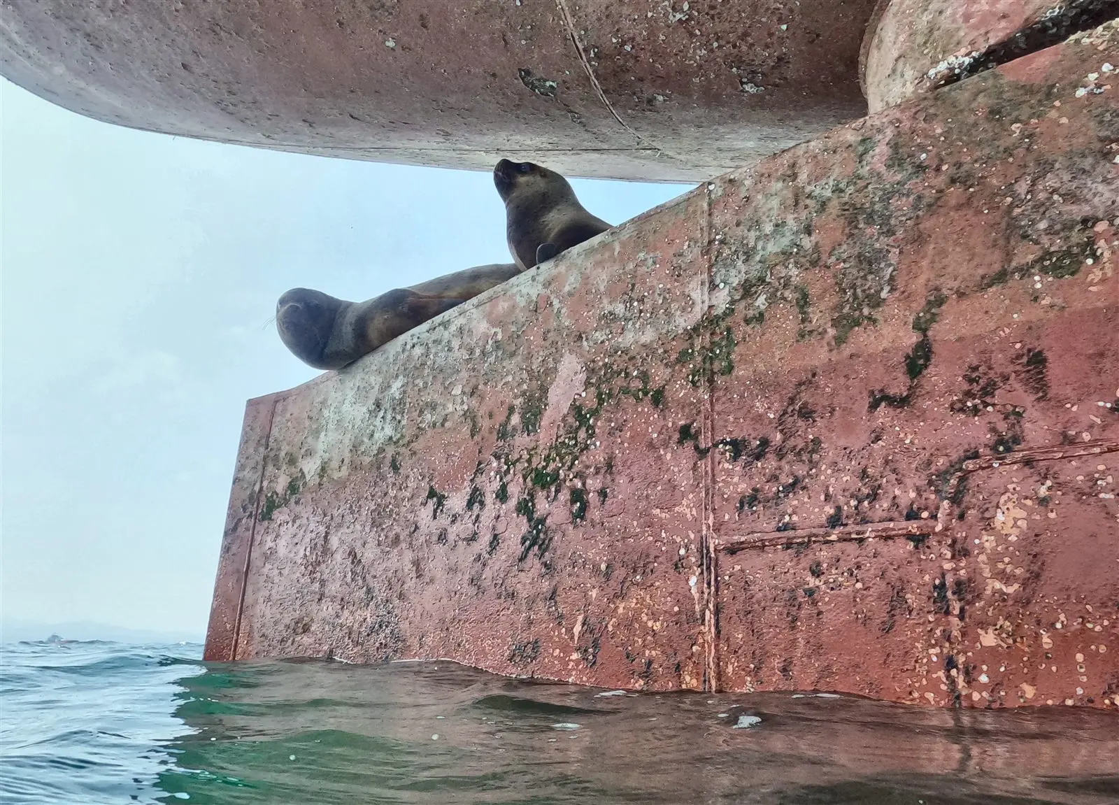 Lobos marinos junto al casco durante una operación de ULISUB en el litoral peruano